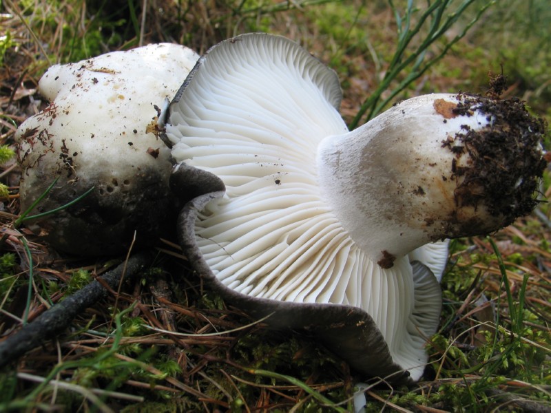 Ritrovamenti del 10 marzo.